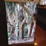 Ceramic Tile Mural featuring Gumtrees